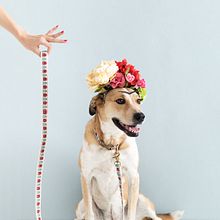 The Bark Co. Fotografia, Marketing, e Publicidade projeto de Mina Barrio - 08.01.2018