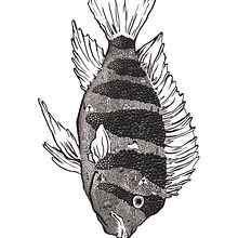 Iconfish. Een project van  Beeldende kunst,  Ontwerp y Traditionele illustratie van Joaquín Porcar Díaz - 23.04.2014