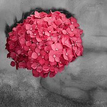 Intentando ver la vida de color rosa . Fotografie și Retușarea fotografiilor de mmendezvigo - 01.09.2018