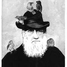 Poppy dancer / Darwin con pinzones. Traditional illustration project by Marisa Licata - 02.13.2018