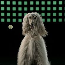 Medicus - Sporty Dogs. Un progetto di Cinema, video e TV e Pubblicità di Javier Lourenço - 13.02.2018