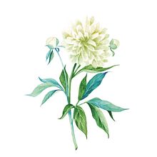CREAM MAGAZINE - postales. Un progetto di Illustrazione tradizionale di Paulina Maciel · Canela - 14.02.2018
