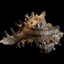 Substance Painter. 3D, and Art Direction project by Albert Ribalta Rosselló - 02.15.2018