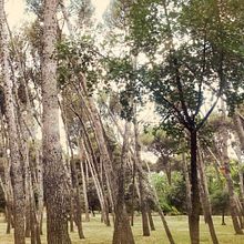 Fotografía - Parque Quinta de los molinos. Photo Retouching project by Beatriz R. Corvillo - 02.19.2018
