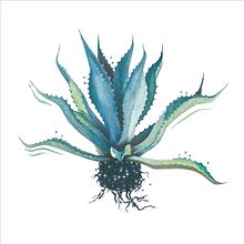Agave Azul / Ilustración. Un proyecto de Bellas Artes, Diseño, Diseño de producto, Ilustración tradicional, Paisajismo y Pintura de Patricia Pagnucco - 15.12.2017
