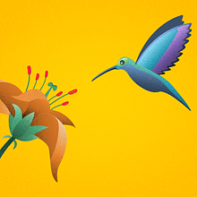 Colibrí. Vector Illustration, Motion Graphics, and Animation project by Nico Medina - 03.01.2018