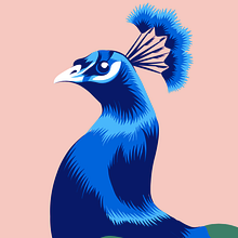 Peacock Vector Illustration. Vector Illustration project by Alessandra Stanga - 03.12.2018