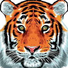 Tiger Vector Illustration . % Alessandra Stanga tarafından hazırlanan Vektör İllüstras, Ve onu projesi - 03.12.2018