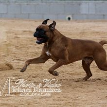 Competición canina Agility . Un proyecto de Fotografía de Michael Ramirez - 01.11.2017
