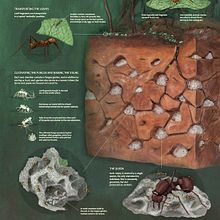 Ants and Their Nest. Traditional illustration, Infographics, and Sculpture project by dianamarques - 04.01.2018