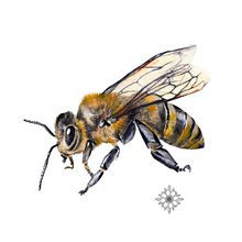 ilustraciones para pagina web http://resilience.earth/. Projekt z dziedziny Trad, c, jna ilustracja, Kreat, wność,  R, sunek, R, sunek ołówkiem, Ilustracja c, frowa,  Malarstwo i Malowanie akwarelą użytkownika Dolors Quiles Giner - 07.02.2018