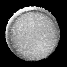 Experimentación. Un proyecto de 3D, Animación y Motion Graphics de Luisa Jara - 12.06.2016