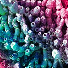 CACTUS · fotografía. Un proyecto de Creatividad, Diseño gráfico, Fotografía, Ilustración digital y Retoque fotográfico de elena vera - 07.05.2018