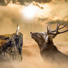 Big Venado. Interactive Design, Digital Illustration, and Photo Retouching project by Carlos Rosas - 05.21.2018