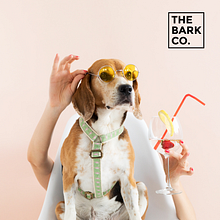 The Bark Co.. Un proyecto de Br, ing e Identidad, Desarrollo Web y Marketing de Rafael Romero - 25.05.2018