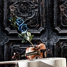 Mi Proyecto ara malikian pisando flores . Photograph project by Isabel Latorre Zorzano - 05.26.2018