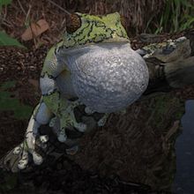 Frog render. Projekt z dziedziny 3D użytkownika Enrique Matías Gómez - 31.05.2018