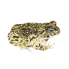Sapo corredor (Epidalea calamita). Traditional illustration project by María León - 06.04.2018