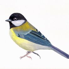 Aves. Een project van Traditionele illustratie van María León - 04.06.2018