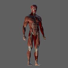 Ecorche Masculino. Un proyecto de Modelado 3D de Julia Pardo Lecumberri - 05.02.2018