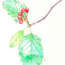 Sorbus intermedia. Traditional illustration project by José Ramón Moro Capellán - 09.02.2017