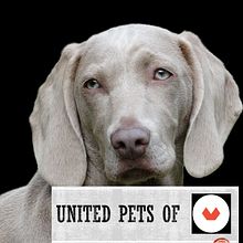 Proyecto: United Pets of Doméstika. Projekt z dziedziny  Reklama użytkownika Oscar - 18.06.2018
