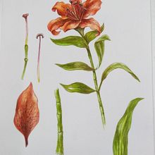 Mi Proyecto del curso: Ilustración botánica con acuarela. Ilustração tradicional, Artes plásticas, Pintura, Desenho, Pintura em aquarela e Ilustração botânica projeto de Silvia Liliana Garavagno - 20.06.2018