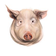 Ilustración animal. Projekt z dziedziny Tradycyjna ilustracja,  Rysunek i Ilustracja cyfrowa użytkownika Alicia Casado Delgado - 10.07.2018