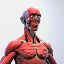 Ecorché - Anatomía muscular.. 3D, Character Design, and 3D Modeling project by Carlos Carmena García-Bermejo - 03.10.2018