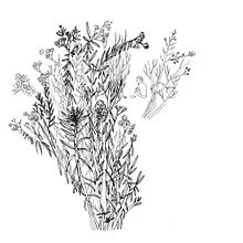 Visita a parques- apuntes de tinta. Drawing, and Traditional illustration project by Kattia Quintanilla - 08.03.2018