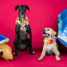 ¿Quién dijo calor?. Projekt z dziedziny Fotografia stud, jna i Fotografia portretowa użytkownika Pili Zozaya - 03.08.2018