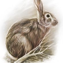 Ilustración Catalogo Caza. Traditional illustration project by Ivan Pastoriza - 08.04.2018