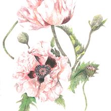 Amapola. Un progetto di Illustrazione tradizionale di Casandra Pina - 01.07.2018