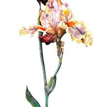 Lirio. Un progetto di Illustrazione tradizionale di Casandra Pina - 10.11.2017