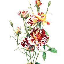 Rosal. Un progetto di Illustrazione tradizionale di Casandra Pina - 05.08.2018