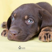 Duque. Un proyecto de Fotografía, Fotografía de estudio, Fotografía de retrato e Iluminación fotográfica de Laura Bienvenido - 09.08.2018