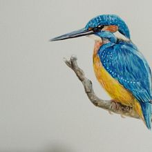 Aves. Un progetto di Belle arti, Disegno, Disegno artistico, Disegno realistico, Design editoriale, Illustrazione tradizionale, Pittura e Pittura ad acquerello di Beatriz - 20.08.2018