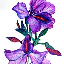 Mi Proyecto del curso: Ilustración botánica  Flor Orquidea. Un progetto di Disegno, Illustrazione tradizionale, Belle arti, Pittura, Pittura ad acquerello e Illustrazione botanica di Lucia AJ - 23.08.2018