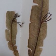Inspirándome  en la naturaleza.... Projekt z dziedziny Trad, c i jna ilustracja użytkownika ORFA FERRADA ABE - 29.08.2018