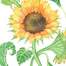 Mi Proyecto del curso: Ilustración botánica con acuarela-Girasol. Artes plásticas, Desenho artístico e Ilustração tradicional projeto de Patricia Potenciano - 06.10.2018