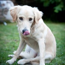Love Dogs. Un progetto di Fotografia e Fotografia di ritratto di Octavian Horn - 09.09.2018