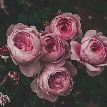 Fotografía: Rosas I. Een project van Fotografie y Retoucheren van foto's van Belén Cid Lendínez - 10.05.2018