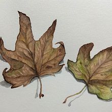 Platanus hispanica. Traditional illustration, Painting, and Watercolor Painting project by Ana - 09.14.2018