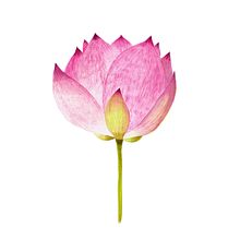 LoTo Yoga. Een project van Traditionele illustratie van María León - 01.09.2018