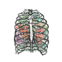 Anatomía viva... ilustrada Ein Projekt aus dem Bereich Traditionelle Illustration von Jose Criado - 02.10.2018