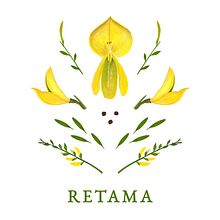 RETAMA. Un proyecto de Ilustración tradicional de María León - 05.10.2018