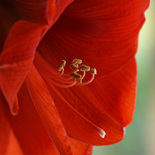 Las flores de mi jardín.. Projekt z dziedziny Fotografia użytkownika Guillermo MIRA - 27.10.2018