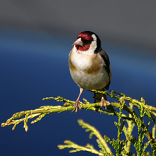 La fauna de mi jardín.. Projekt z dziedziny Fotografia użytkownika Guillermo MIRA - 27.10.2018