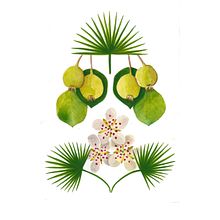 Palmitos y piruétanos. Een project van Traditionele illustratie van María León - 21.10.2018