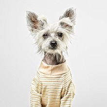 Hey Puppies by Creactivitat. Web Development, Logo Design, Fashion Design, Graphic Design, Web Design, Digital Marketing, UX / UI, Br, ing & Identit project by Creactivitat - 09.01.2018